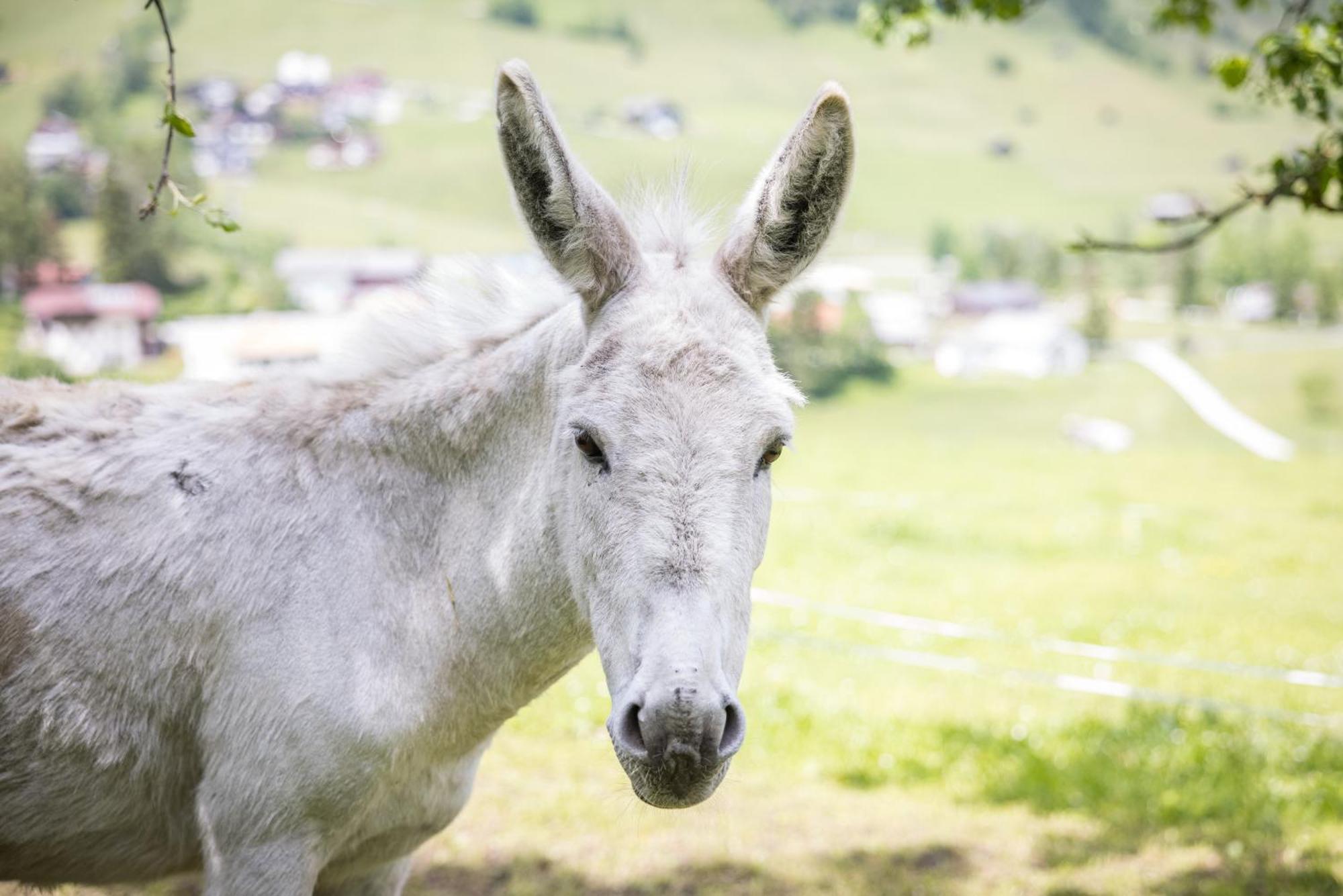 Untersillerhof Villa Neustift im Stubaital Luaran gambar