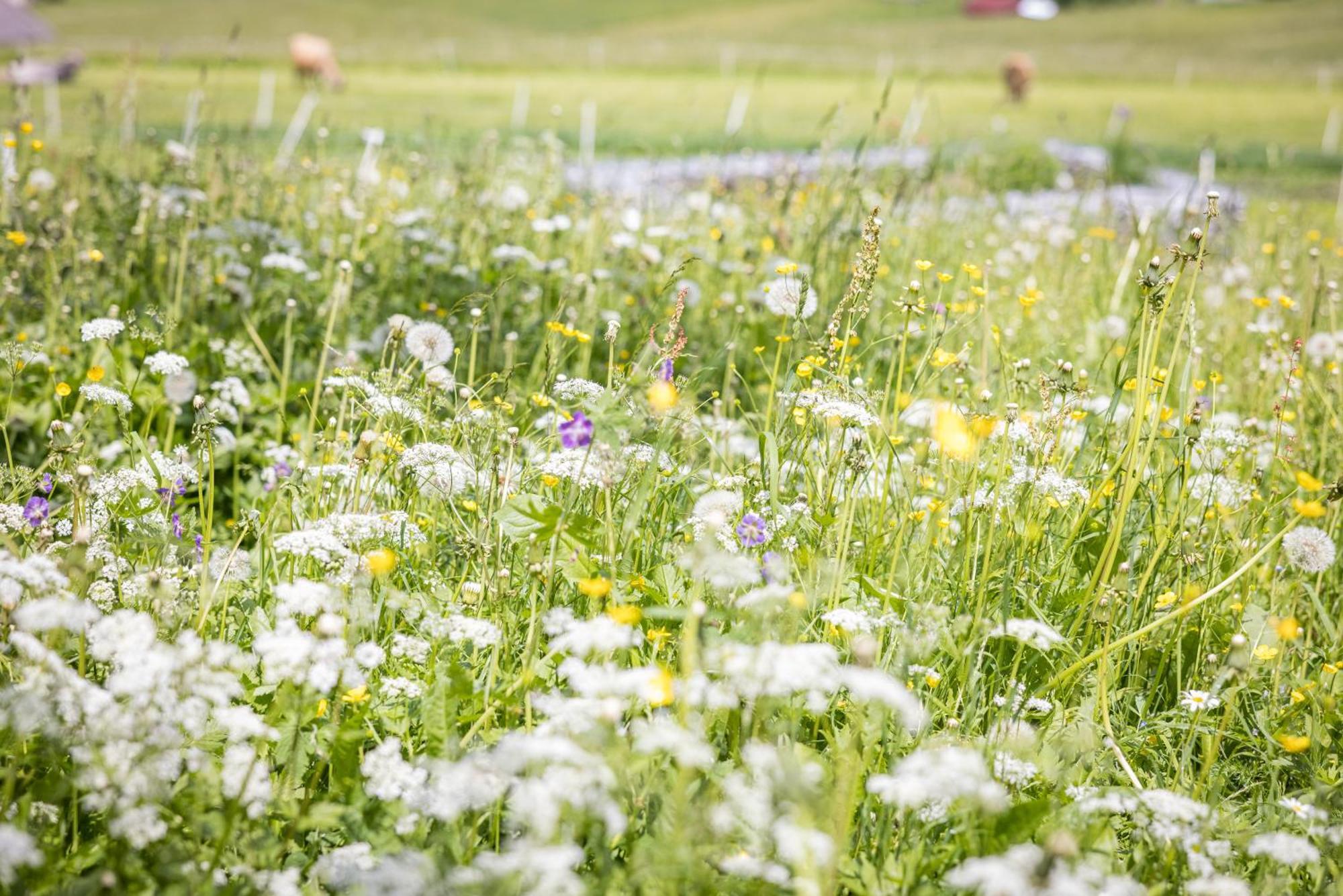 Untersillerhof Villa Neustift im Stubaital Luaran gambar